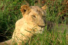 Swaziland. Hlane NP